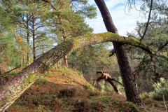 PHOTO-2021-12-01-13-36-48-2