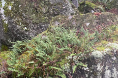 PHOTO-2022-01-19-12-14-04-2